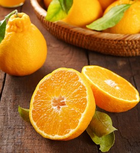 제주 한라봉 가정용 10kg