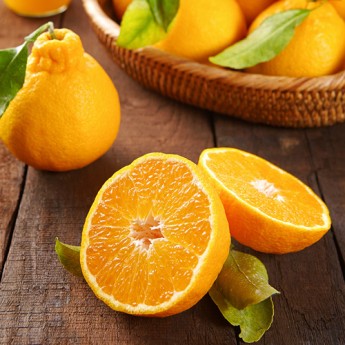 제주 한라봉 가정용 10kg